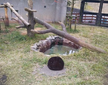 《亂入動物園的大黑貓》獸舍裡驚見的黑毛球讓人再次感受到貓科的習性❤