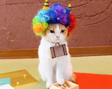 貓比人還忙《喵星人過日本節分》根本就是被主人逼的變裝大會ww