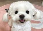 萌死人不償命《雙馬尾馬爾濟斯》水汪汪大眼搭配雙馬尾敲可愛~ 萌死人不償命《雙馬尾馬爾濟斯》水汪汪大眼搭配雙馬尾敲可愛~