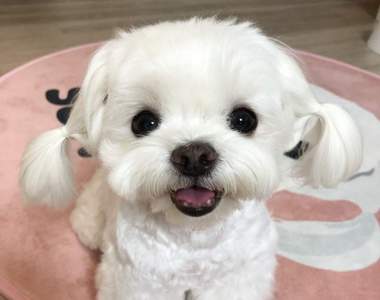 萌死人不償命《雙馬尾馬爾濟斯》水汪汪大眼搭配雙馬尾敲可愛～