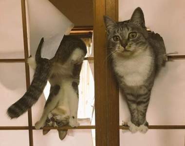 理解不能的《貓行為》但越是奇怪卻有越說不出來的可愛♥