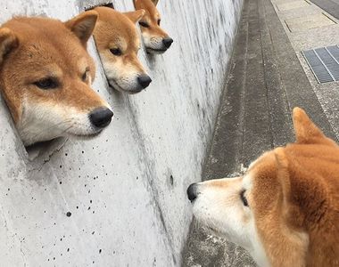 還記得牆壁洞裡的三隻柴柴嗎?《島原三柴》這裡成為另類朝聖點啦www