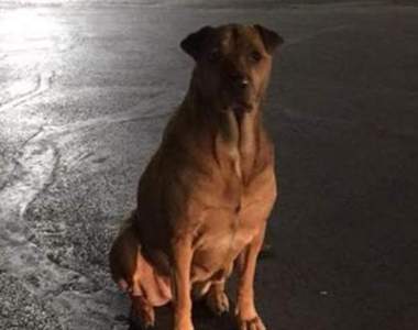 根本狗界影帝《裝成流浪狗的家犬》飼主上網呼籲大家別傻傻上當w