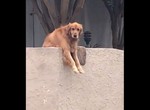 洛杉磯《人氣犬Riley》自己丟球找路人陪他玩的聰明狗狗  洛杉磯《人氣犬Riley》自己丟球找路人陪他玩的聰明狗狗