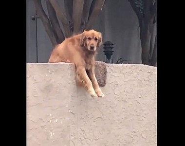 洛杉磯《人氣犬Riley》自己丟球找路人陪他玩的聰明狗狗
