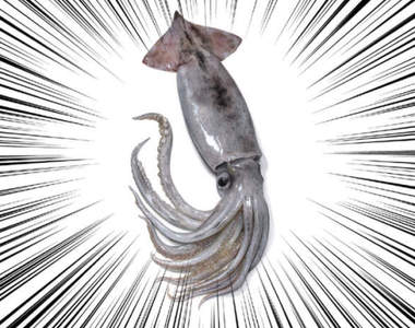 《超逼真魷魚繪圖》活跳跳就跟現撈的一樣