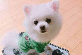 萌到閃閃發光《穿新衣的狗狗》連包包都自己背好背滿