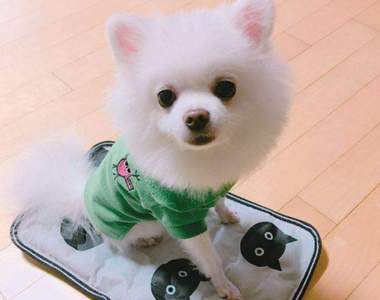 萌到閃閃發光《穿新衣的狗狗》連包包都自己背好背滿