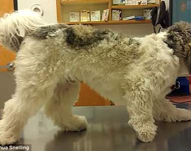 《狗狗裝布偶逃避獸醫》到這個地步已經來不來了...