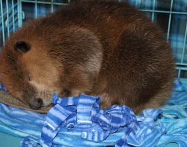 《被救援的海狸》在家裡開始蓋水壩 這是想要報恩嗎?