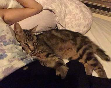 《開窗午睡的結果》身旁竟然多了一隻陌生貓咪！？這是什麼新的陪睡服務嗎（誤）