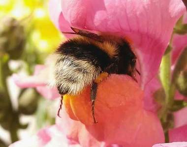 有著意外萌點的《蜜蜂屁屁》埋頭花叢間只用屁屁打招呼超可愛♥