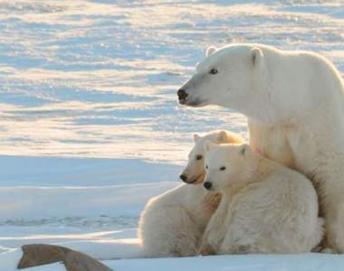 聞香而來的《北極熊》探頭進廚房:「你們在吃什麼好料呀?」船員慷慨分享徒手餵食超暖心