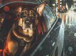 加拿大溫哥華《警犬超帥年曆》你們以為是在拍電影嗎? 加拿大溫哥華《警犬超帥年曆》你們以為是在拍電影嗎?