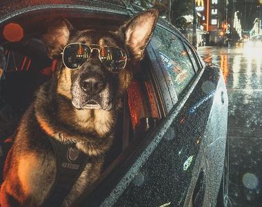 加拿大溫哥華《警犬超帥年曆》你們以為是在拍電影嗎?
