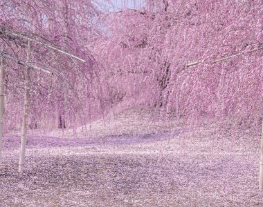 《櫻花.梅花.桃花的分辨法》一張圖教你簡單分辨當中差異