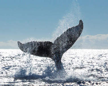 《Google搜尋鯨魚尾的結果》我要的尾巴怎麼變成性感小褲褲！？