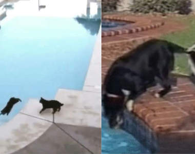 笑著笑著就哭了《一秒看出貓與狗之間的團隊合作》這還用問嗎