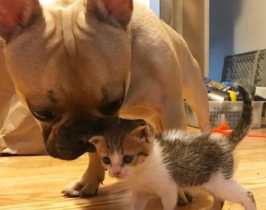 《照顧小貓的法鬥犬》一臉懶洋洋但行動超感人ಥ___ಥ  