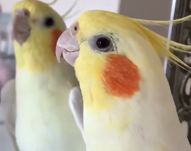 搖頭晃腦《繪師家的鸚鵡日常》一起來唱陸行鳥之歌吧～