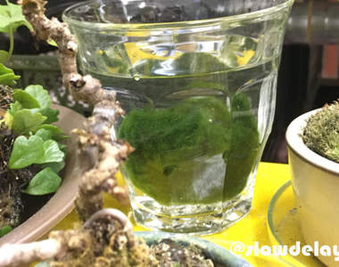 悲劇《細心培育綠藻球的結果》換水換了6年才發現綠藻球殘酷的真相...