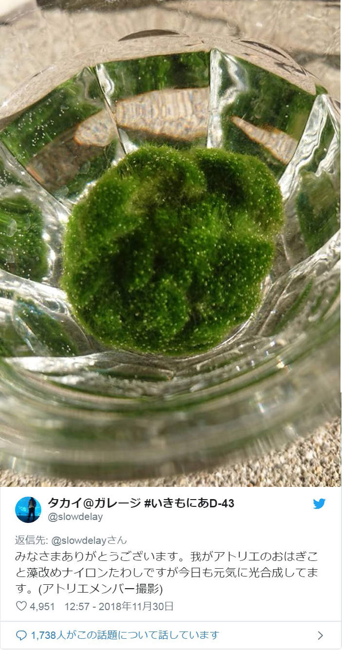 悲剧《细心培育绿藻球的结果》换水换了6年才发现绿藻球残酷的真相... - 图片13 悲剧《细心培育绿藻球的结果》换水换了6年才发现绿藻球残酷的真相...