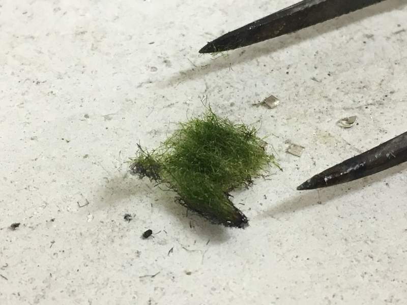 悲剧《细心培育绿藻球的结果》换水换了6年才发现绿藻球残酷的真相... - 图片4 悲剧《细心培育绿藻球的结果》换水换了6年才发现绿藻球残酷的真相...