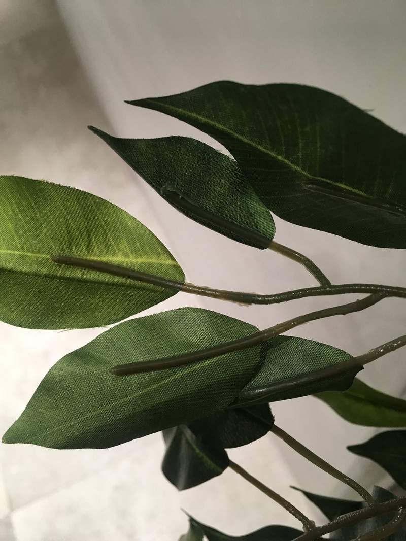 悲剧《细心培育绿藻球的结果》换水换了6年才发现绿藻球残酷的真相... - 图片10 悲剧《细心培育绿藻球的结果》换水换了6年才发现绿藻球残酷的真相...