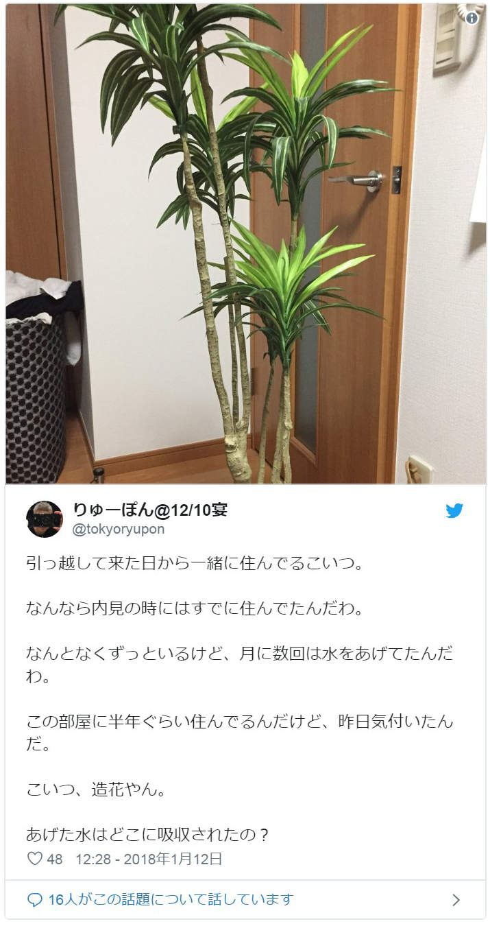 悲剧《细心培育绿藻球的结果》换水换了6年才发现绿藻球残酷的真相... - 图片11 悲剧《细心培育绿藻球的结果》换水换了6年才发现绿藻球残酷的真相...
