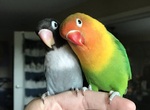 相愛的《彩色與黑白鳥情侶》生下的四隻鳥寶寶也太可愛了♥   相愛的《彩色與黑白鳥情侶》生下的四隻鳥寶寶也太可愛了♥