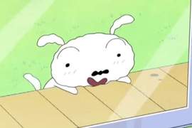 跟貓與狗玩《惡作劇》 狗狗萌傻萌傻的樣子超可愛