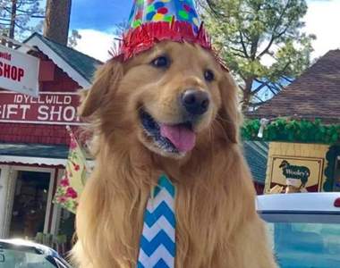 市長的工作就是給市民摸摸《狗市長Max》有人要當我的幕僚嗎汪汪