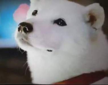再見了お父さん《白戶家》人氣明星犬「カイくん」離世,享年16歲