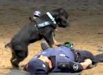 《警犬也會做CPR》西班牙警犬就是這麼聰明 《警犬也會做CPR》西班牙警犬就是這麼聰明