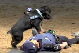 《警犬也會做CPR》西班牙警犬就是這麼聰明 《警犬也會做CPR》西班牙警犬就是這麼聰明