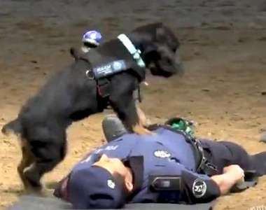 《警犬也會做CPR》西班牙警犬就是這麼聰明