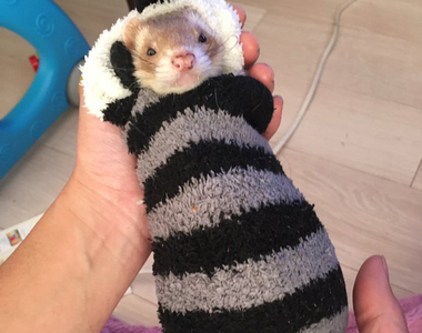 是天使❤《睡在襪子裡的雪貂》主人穿過的襪子睡起來比較有味道嗎?ww