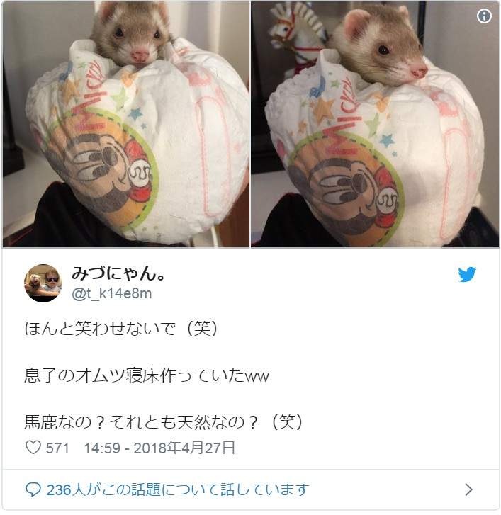 是天使❤《睡在袜子里的雪貂》主人穿过的袜子睡起来比较有味道吗?ww - 图片4 是天使❤《睡在袜子里的雪貂》主人穿过的袜子睡起来比较有味道吗?ww