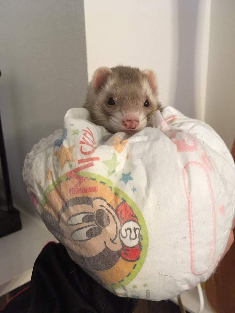 是天使❤《睡在袜子里的雪貂》主人穿过的袜子睡起来比较有味道吗?ww - 图片5 是天使❤《睡在袜子里的雪貂》主人穿过的袜子睡起来比较有味道吗?ww