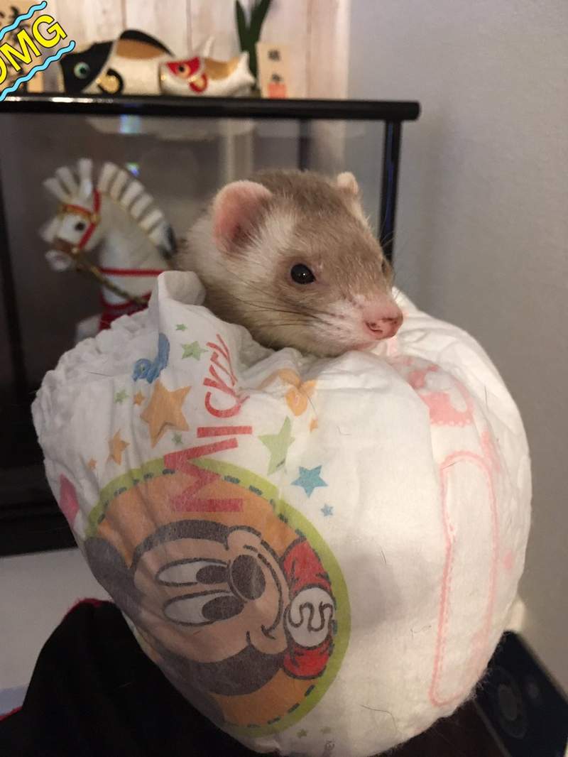 是天使❤《睡在袜子里的雪貂》主人穿过的袜子睡起来比较有味道吗?ww - 图片6 是天使❤《睡在袜子里的雪貂》主人穿过的袜子睡起来比较有味道吗?ww