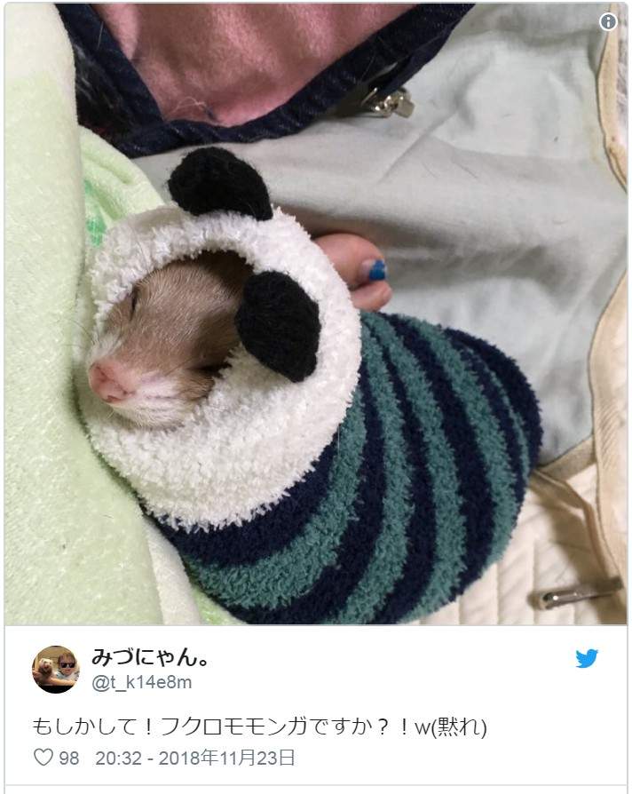 是天使❤《睡在袜子里的雪貂》主人穿过的袜子睡起来比较有味道吗?ww - 图片7 是天使❤《睡在袜子里的雪貂》主人穿过的袜子睡起来比较有味道吗?ww