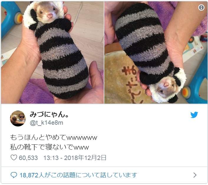 是天使❤《睡在袜子里的雪貂》主人穿过的袜子睡起来比较有味道吗?ww - 图片8 是天使❤《睡在袜子里的雪貂》主人穿过的袜子睡起来比较有味道吗?ww