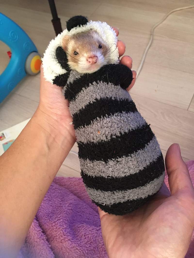 是天使❤《睡在袜子里的雪貂》主人穿过的袜子睡起来比较有味道吗?ww - 图片9 是天使❤《睡在袜子里的雪貂》主人穿过的袜子睡起来比较有味道吗?ww