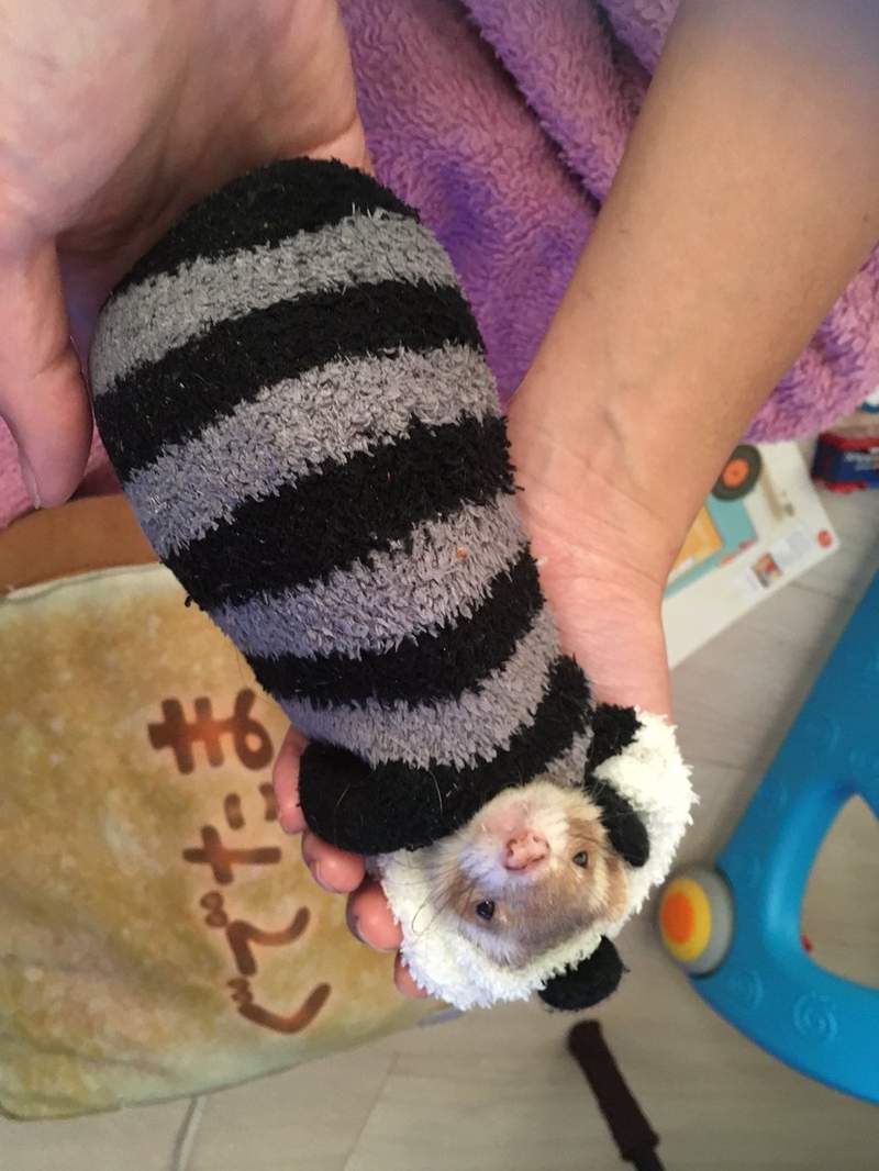 是天使❤《睡在袜子里的雪貂》主人穿过的袜子睡起来比较有味道吗?ww - 图片10 是天使❤《睡在袜子里的雪貂》主人穿过的袜子睡起来比较有味道吗?ww