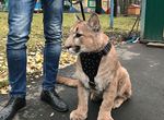 《戰鬥民族的寵物「美洲獅」》就連養的「貓」都這麼強大... 《戰鬥民族的寵物「美洲獅」》就連養的「貓」都這麼強大...