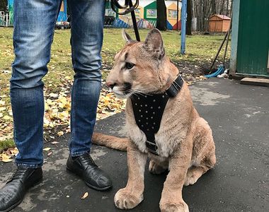 《戰鬥民族的寵物「美洲獅」》就連養的「貓」都這麼強大...