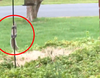 《偷吃不到鳥飼料的松鼠》松鼠「這桿子...怎麼爬不上去啊～～」