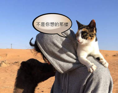 《貓與駱駝的關係》事情絕對不像你想的那樣XD