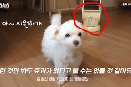 算是蠻重要的冷知識？《電風扇對狗狗是沒用的？》原來牠們更愛這個啊