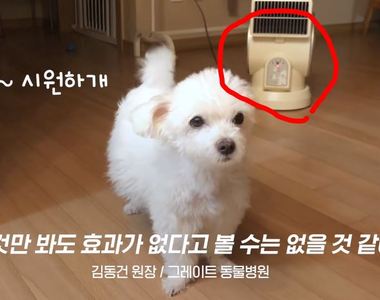 算是蠻重要的冷知識？《電風扇對狗狗是沒用的？》原來牠們更愛這個啊